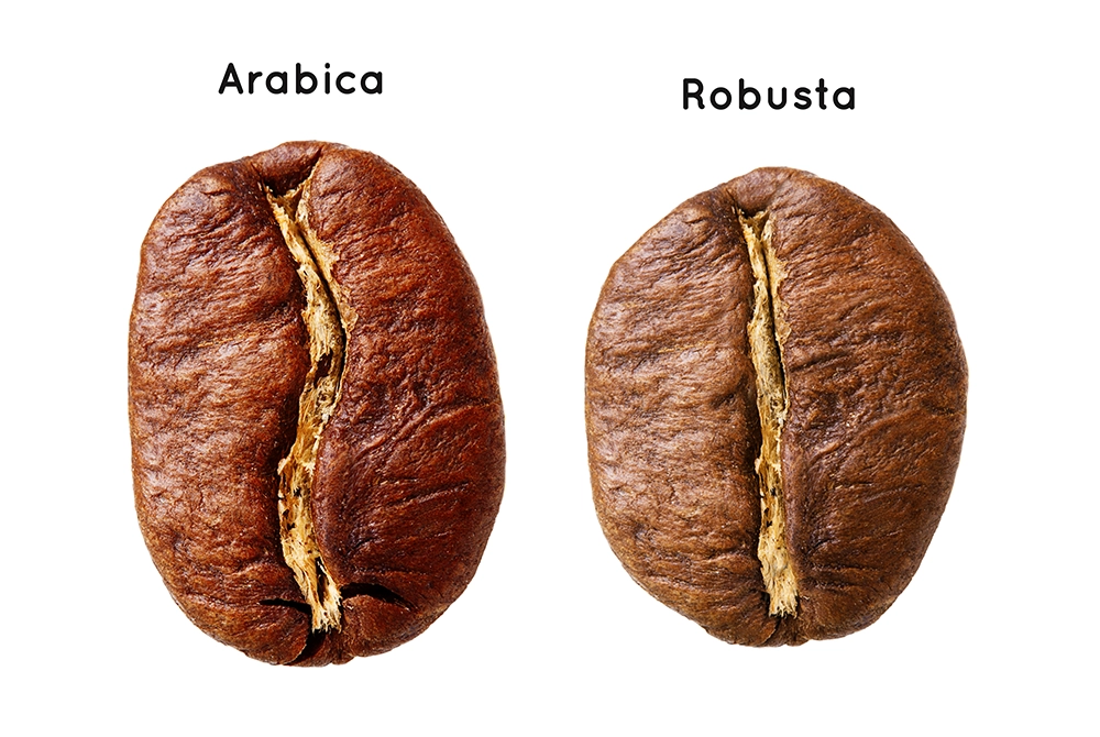 Kvov zrno Arabica a Robusta.