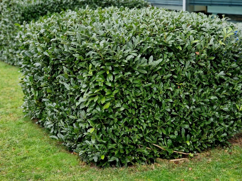 kedy-strihat-vavrinovec-krik