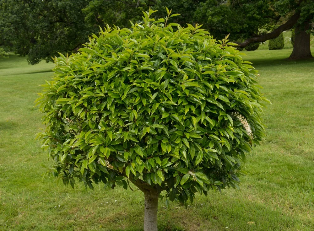 Kedy-strihat-vavrinovec-na-kmienku