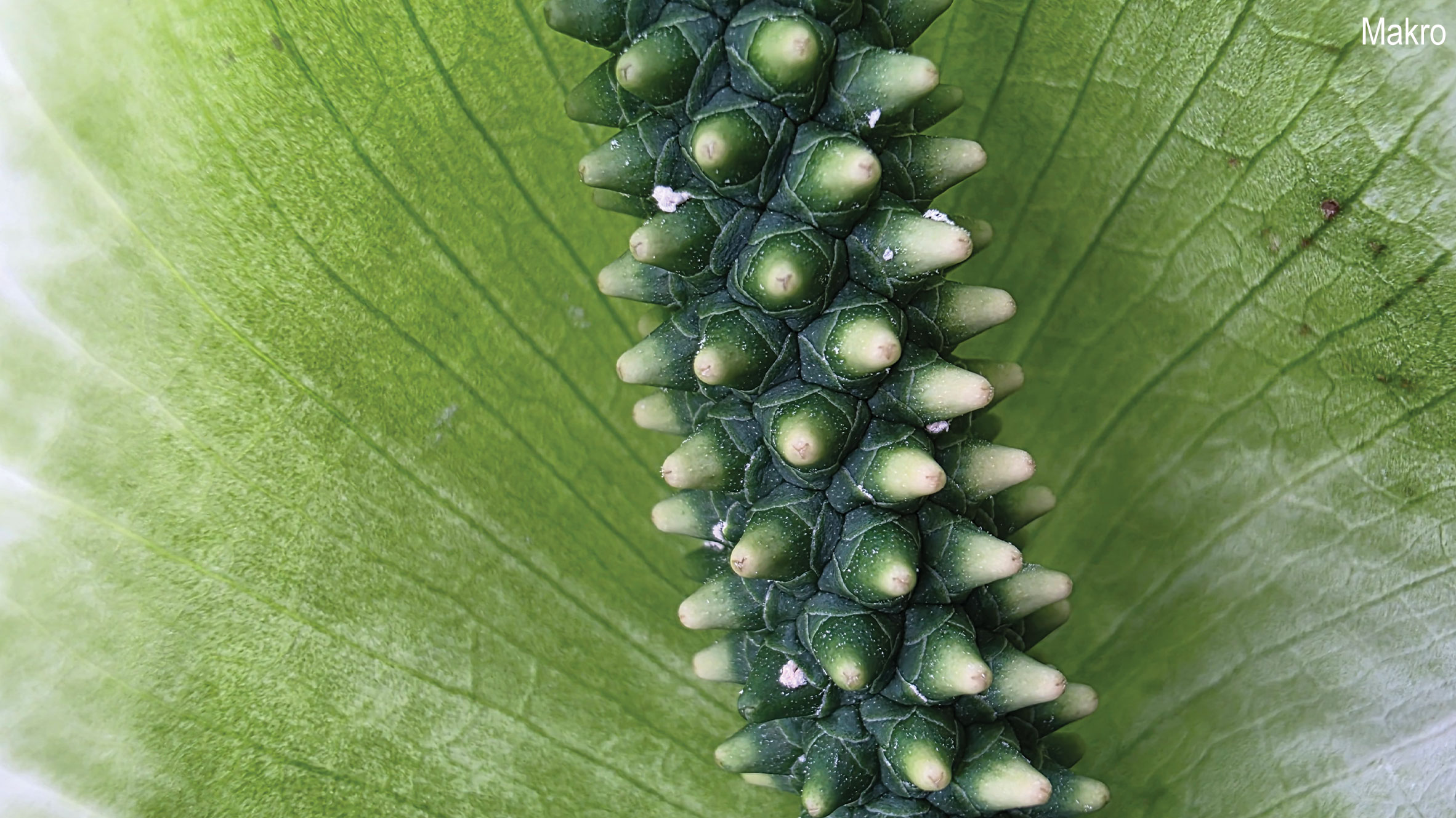 Samsung-Galaxy-S25-Ultra-makrofotografia