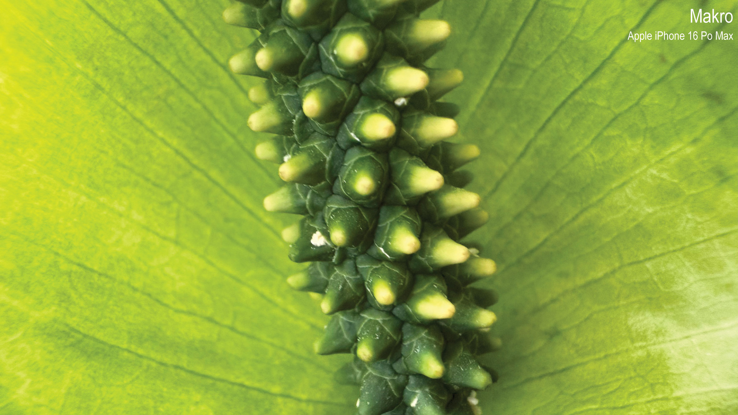 Porovnanie-Apple-iPhone-16-Pro-Max-makro