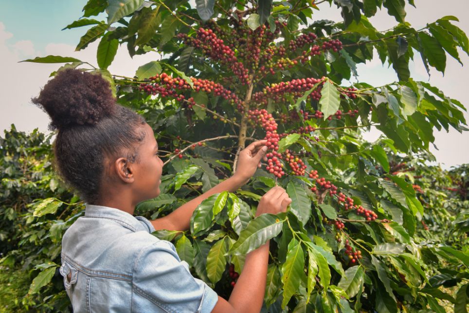 Rozdielnosť závisí od toho na akej farme bola káva vypestovaná